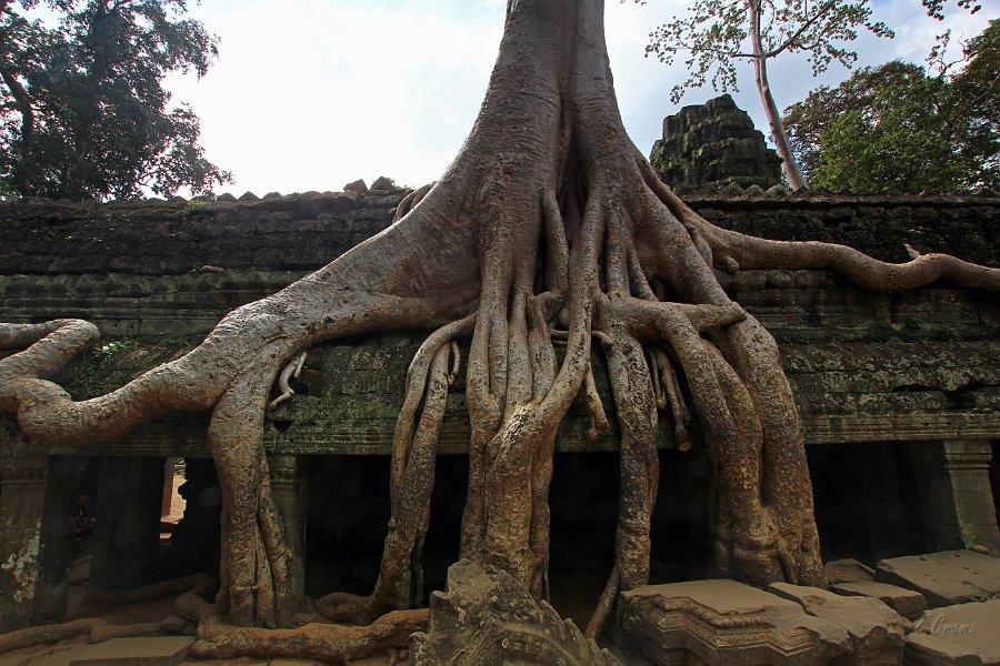IMG_1306.JPG - Ta Phrom Tempel