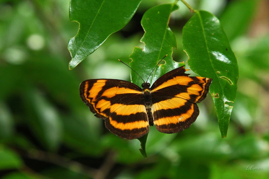 IMG_1564.JPG - Schmetterling im Wald