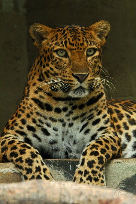 IMG_1620.JPG - Leopard im Saigoner Zoo
