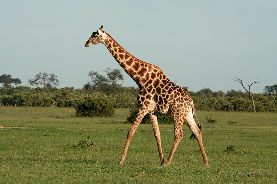 IMG_6355.JPG - Giraffe