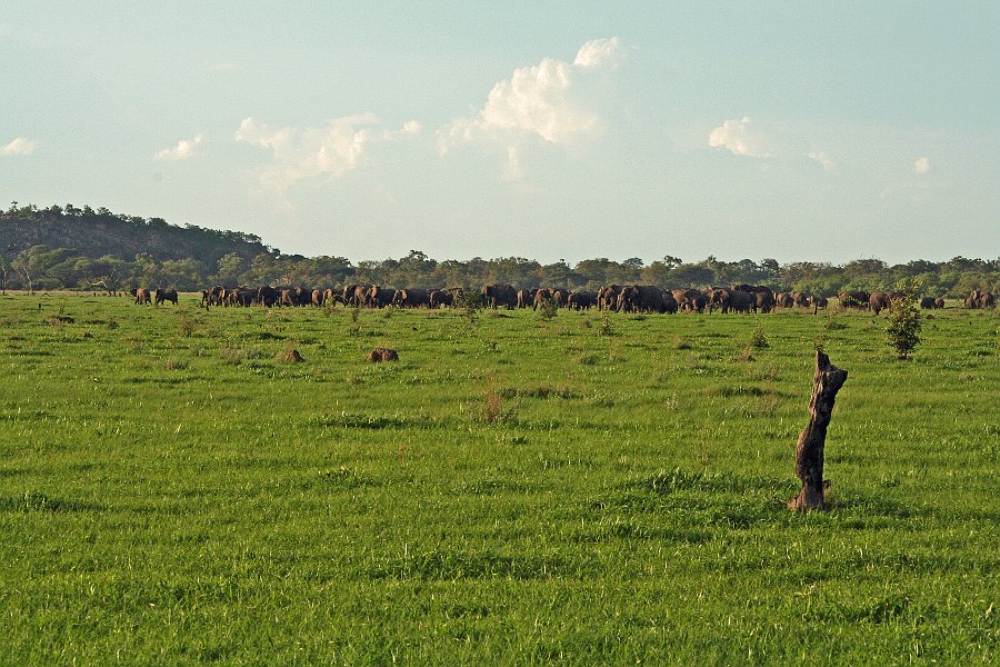 IMG_6526.JPG - Herde mit ca. 200 Elefanten