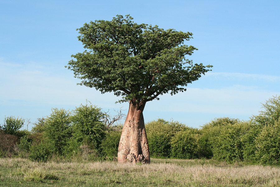 IMG_6862.JPG - Junger Baobab