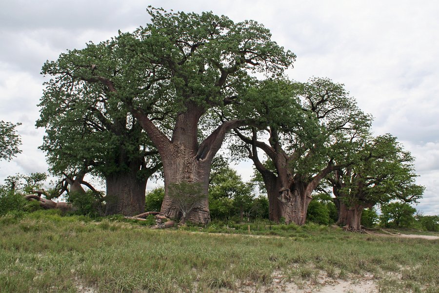 IMG_6962.JPG - Baines Baobabs