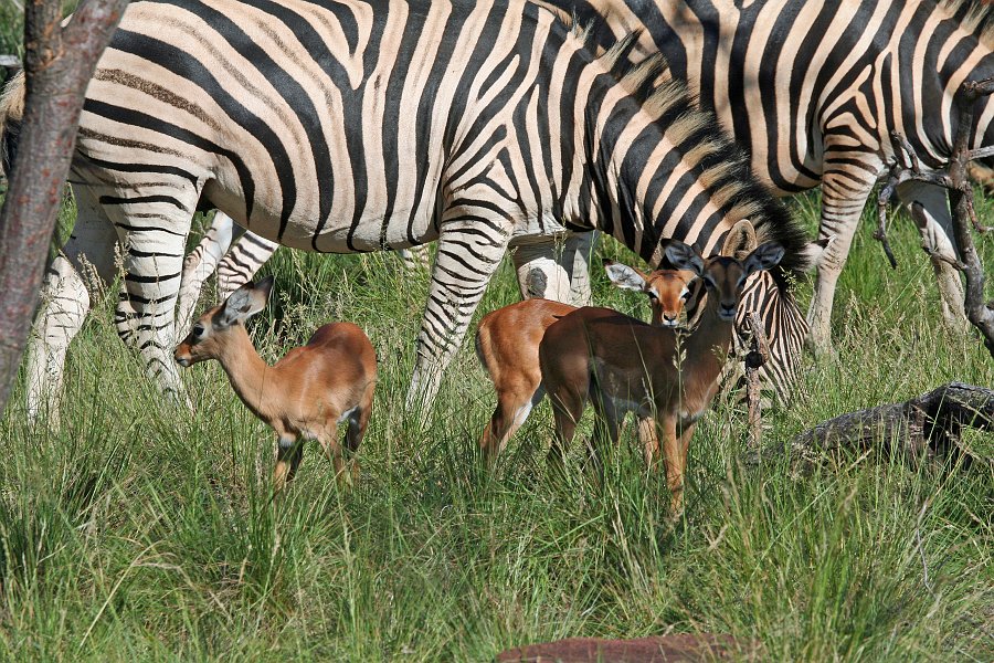 IMG_7273.JPG - Impala Babies mit Zebras