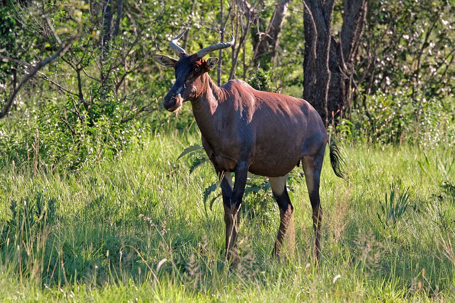 IMG_7463.JPG - Tsessebe - schnellste Antilope