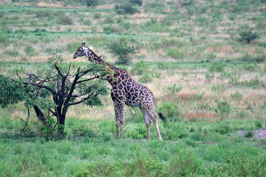 IMG_0251.jpg - Giraffe vor der Lodge