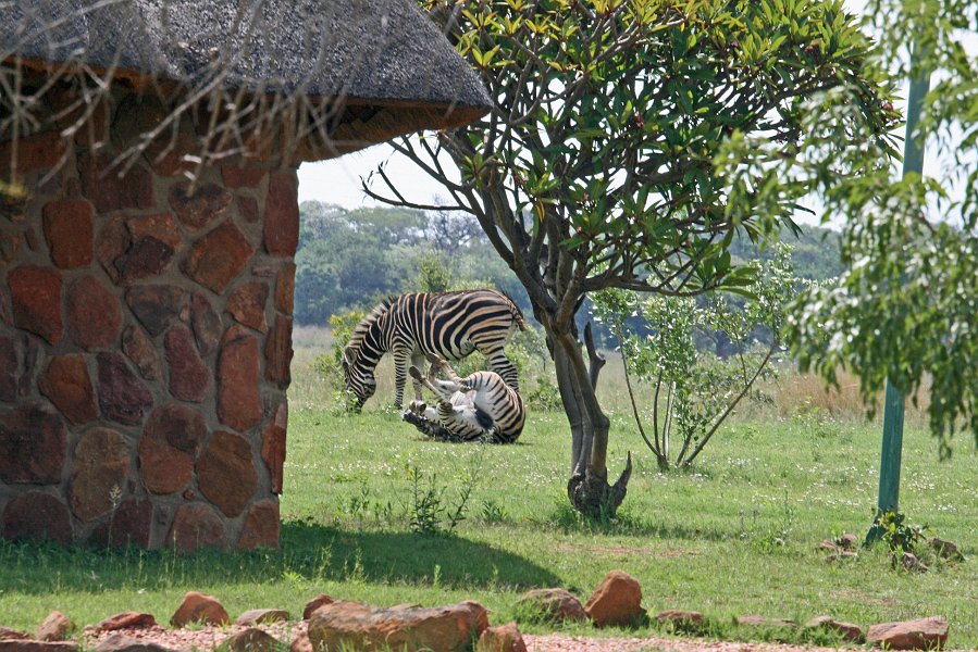 IMG_0285.jpg - Zebras in der Clearwater Kudu Lodge