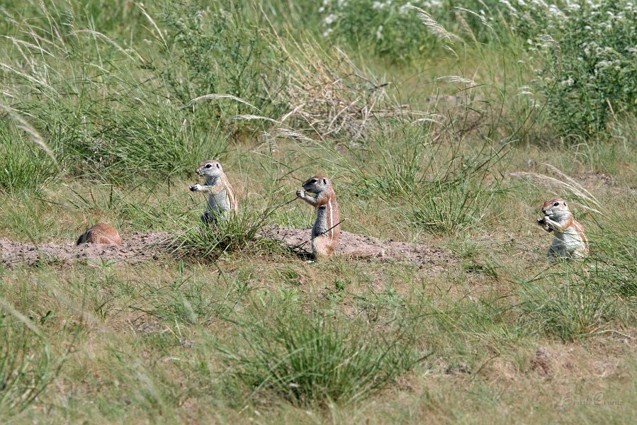 IMG_0488.JPG - Ground Squirrels