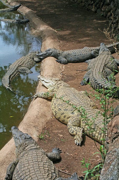 IMG_8984.JPG - Sun City Krokodilpark