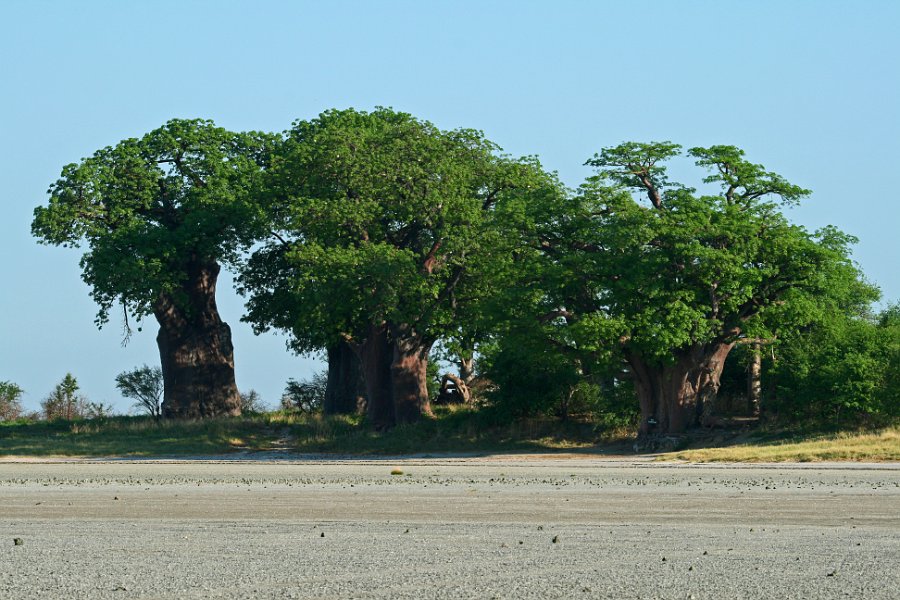 IMG_5030_400.JPG - Bains Baobabs