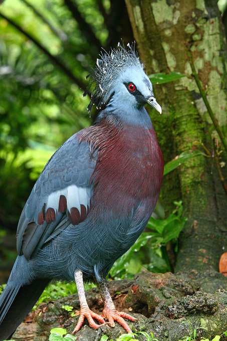 IMG_0276_400.JPG - im Vogelpark Kuala Lumpur