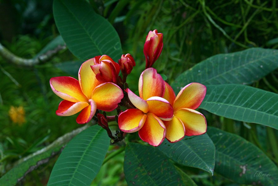 IMG_1628_400.JPG - Frangipani