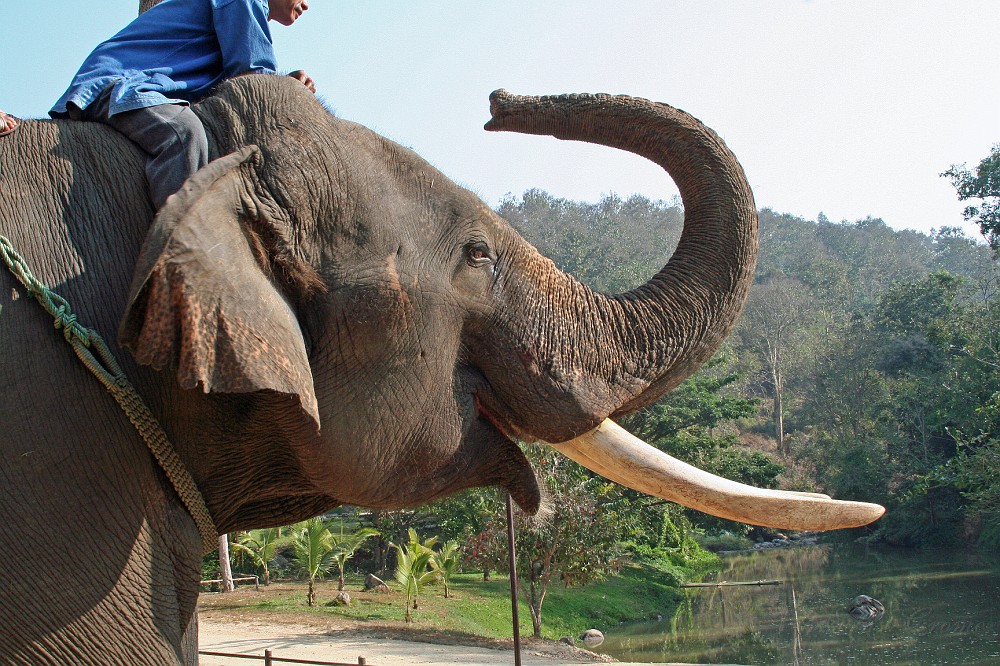 IMG_4792.JPG - Elefant Conservation Center