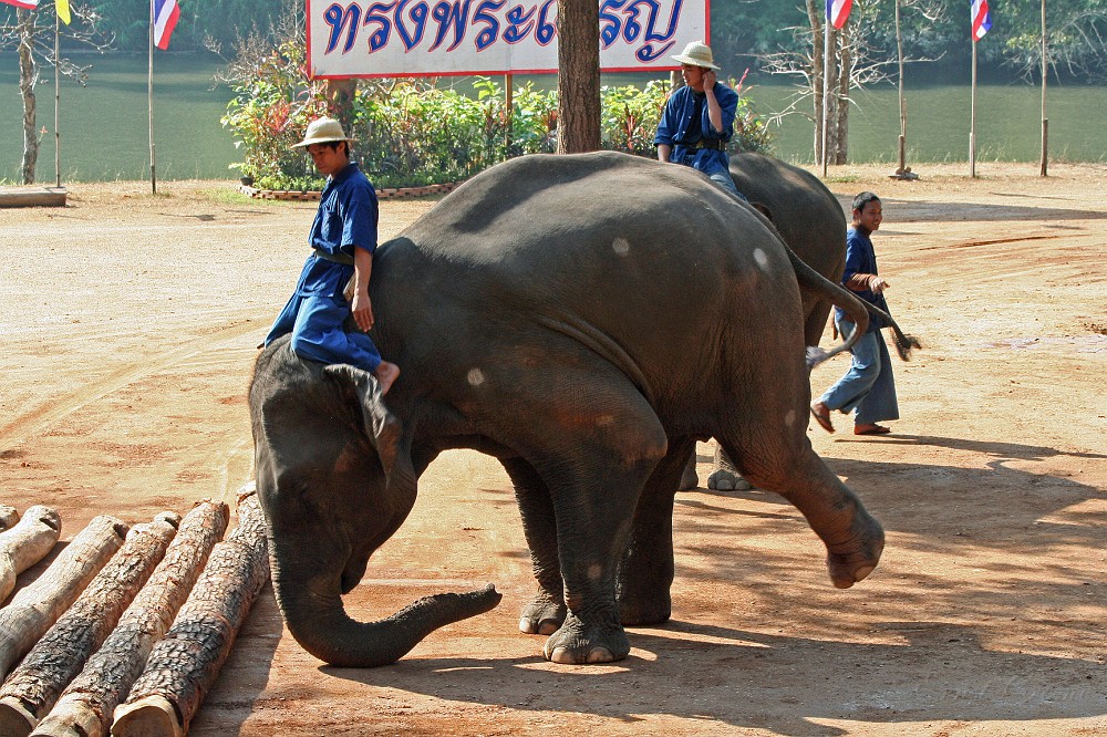 IMG_4805.JPG - Elefant beim Baumstammrcken