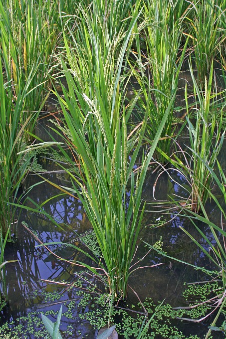 IMG_4854.JPG - Reispflanzen im Wasser