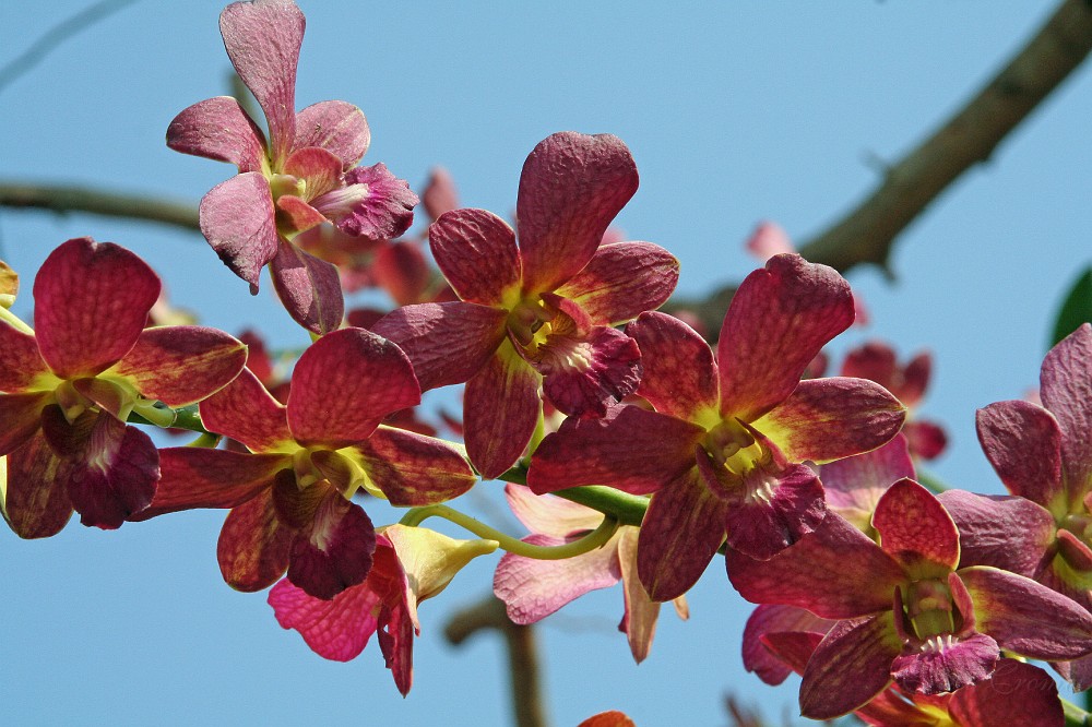 IMG_4935.JPG - Orchideen